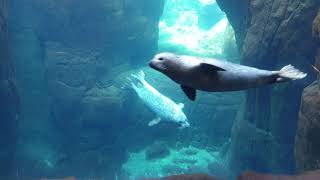 Seals swimming underwater view