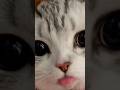 10 cats in 10 seconds⏱️😻pt.3 #funny #cat #cute