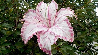 картинка: Огромная лилия