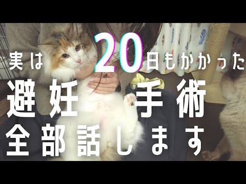 【20日もかかるの!?】避妊手術自体は日帰りなのに20日もかかった理由を全部話し尽くします。【子猫/ノルウェージャンフォレストキャット】