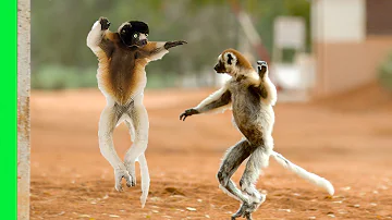 Funny Dancing Sifaka Lemurs of Madagascar | Love Nature