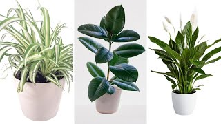 Best air cleaning indoor plants | Air-purifying indoor plants that you must have in your house screenshot 2