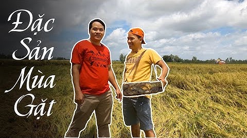 GẶT LÚA, BẮT CHUỘT ĐỒNG, ĐẶC SẢN MÙA GẶT