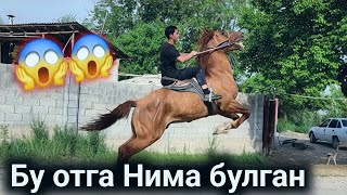 видео: БАЙ БАЙ БУ ОТГА НИМА БУЛГАН..САМУРАЙ ОТ СОТИЛАДИ.продаю лошады.(Mus Tv) картинка: БАЙ БАЙ БУ ОТГА НИМА БУЛГАН..САМУРАЙ ОТ СОТИЛАДИ.продаю лошады.(Mus Tv)