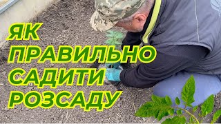 ✅ Збирайте врожай відрами! Як правильно садити розсаду помідорів для максимального врожаю?