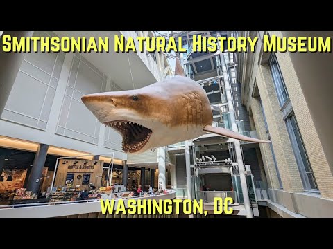 Video: Esplora i musei di storia delle donne a Washington, DC
