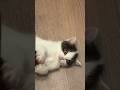 Котенок 🥺