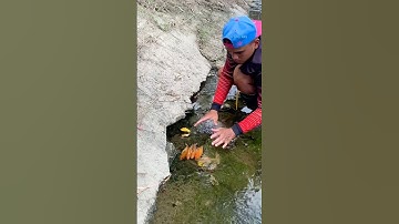 Cá Lớn - bắt Cá Rô Cam ẩn nấp đơn giản 😱 #khacthuyvlogg