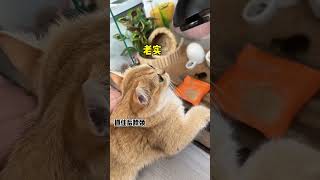 【牛奶是只猫】小老三这反应是真的不太聪明哈哈哈！！！