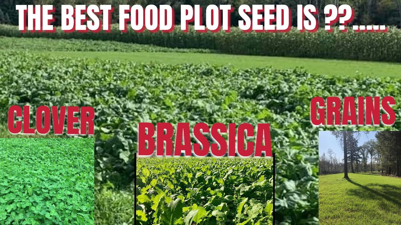 WHAT IS THE  BEST FOOD PLOT SEED TO PLANT 