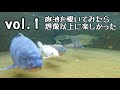 【水中映像まとめ１】釣った魚を庭池で飼ってみる