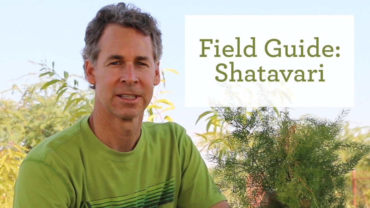 The Healing Benefits of the Ayurvedic Herb Shatavari - YouTube