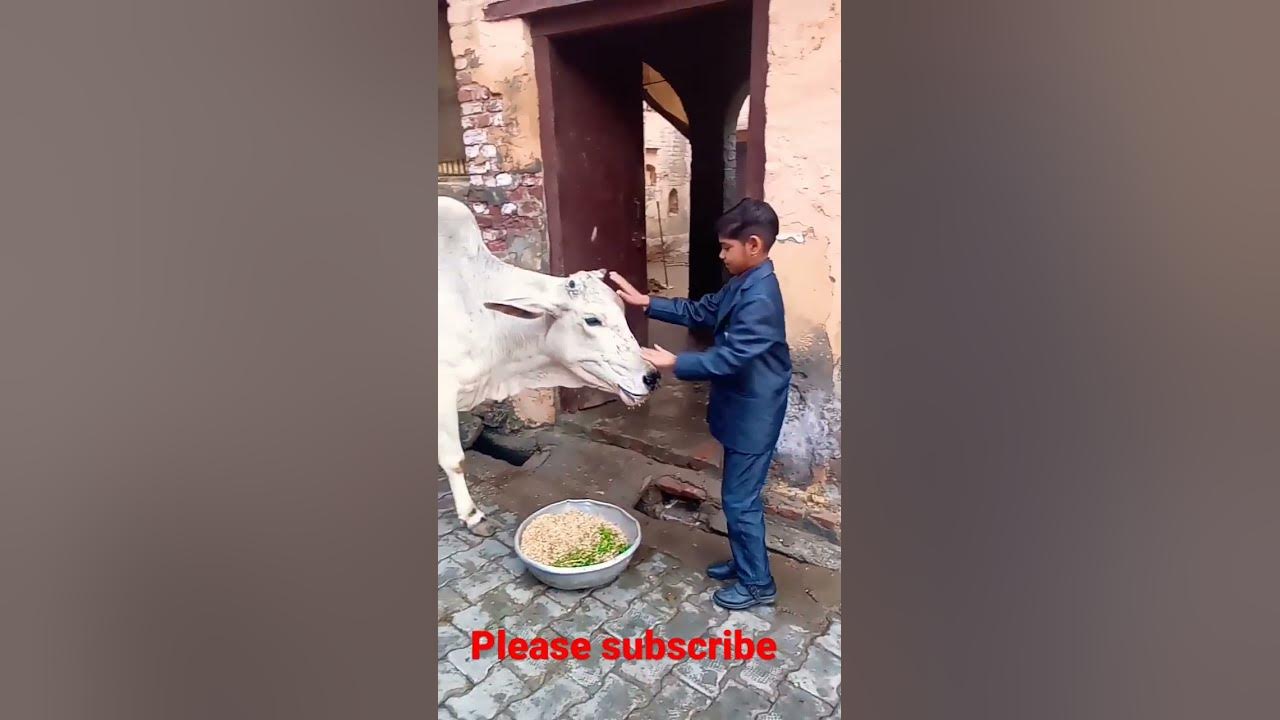 gau-mata-ki-seva-karna-sorts-video-viral-shortfeed-subscribe