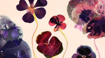 Bag Raiders X Panama — Flowers