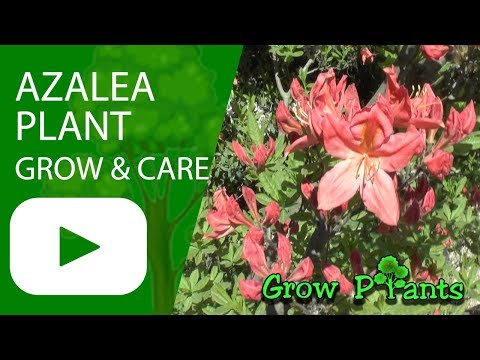 Azalea - grow & care