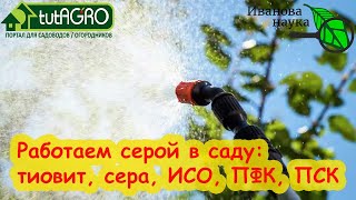 КОГДА ПОРА РАБОТАТЬ СЕРОЙ В САДУ? От почкового клеща на смородине, мучнистой росы и прочих бяк.