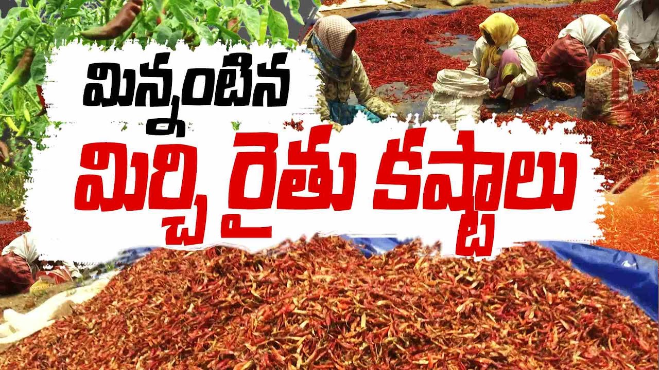 Mirchi Farmers Face Huge Loss With Crop Damage Due Unseasonal Rains ...