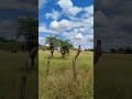 estada velha teimosa,belo alto #viral #sertão #viralvideo #nordeste