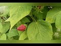 Hibiscus des marais ou hibiscus moscheutos  culture et entretien