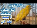 عندك كناري ضعيف الصوت قليل الغناء أنعشه الأن  فورا لن يصمت ابدا kinary-canary