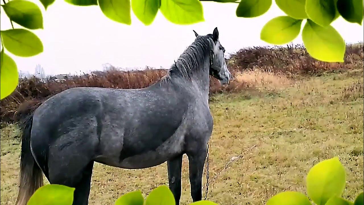 Лошадки минусовка