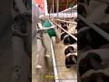 Revolutionizing Farming Robot At Sheep Farm Shorts 
