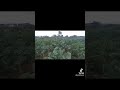 Vegetable farming trending agriculture