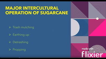 Nature intercultural operation of sugarcane