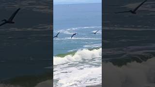 May 25, 2026 Silver Wings at The Beach NorCal Santa Cruz CA #socal #silverwings #beach
