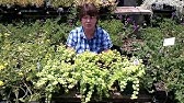 New Plant: Creeping Jenny