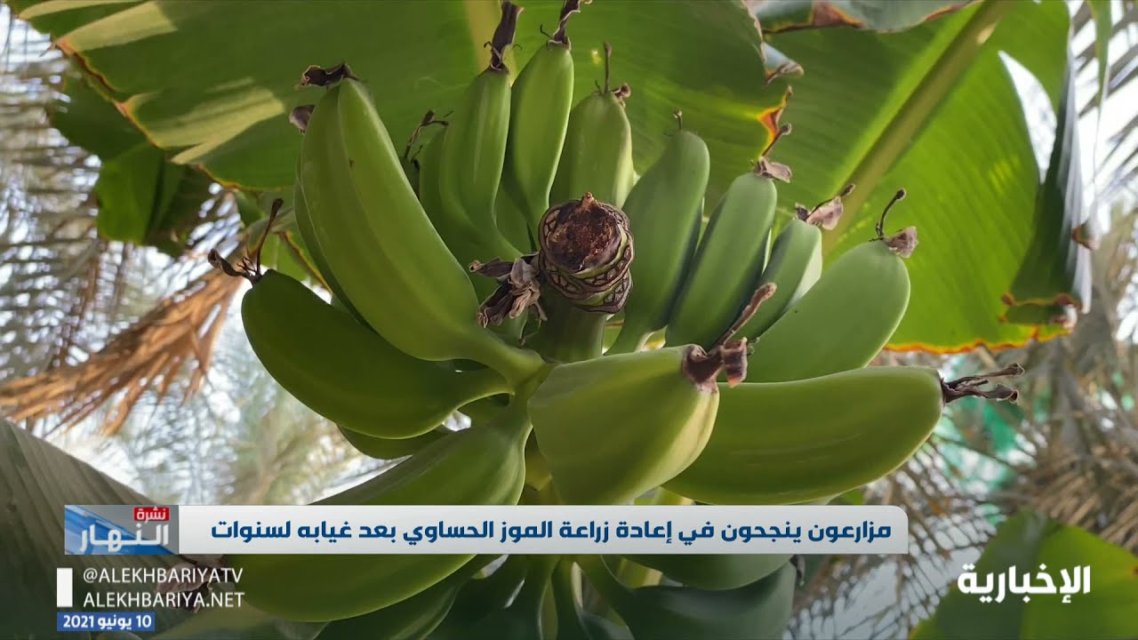 بعد غيابه لسنوات طويلة.. مزارعو الأحساء يعيدون إنتاج 