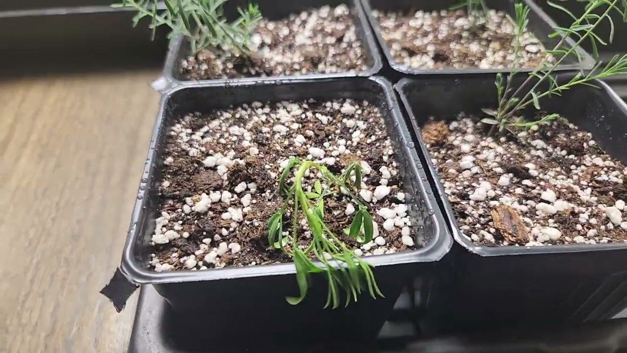 Linum lewisii (Wild Blue Flax), Dalea Purpurea 1 month from seed and transplanted into 4" pots