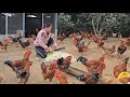 Banana plants add fiber to chicken feed.  Visited my daughter&#39;s farm. ( Ep 228 )