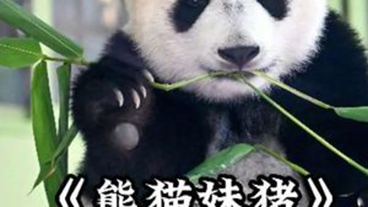 宝宝~你喜欢什么颜色的麻袋啊？妹猪宝宝和大小姐妈妈相处日常#熊猫#熊猫妹猪#熊猫萌萌#搞笑#可爱