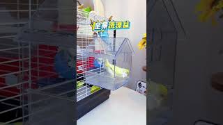 🐦 Smart Bird Feeder for Budgies & Parrots | Must-Have Cage Accessory! #Shorts