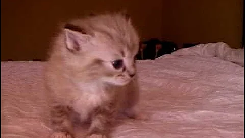 Watch the video about Lynx Mink Ragdoll Kittens