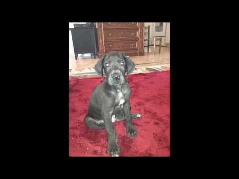 puppies for sale casper wy great dane puppies for sale in cheyenne wyoming wy casper laramie funnydog tv puppies for sale casper wy great dane puppies for sale in cheyenne wyoming wy casper laramie funnydog tv