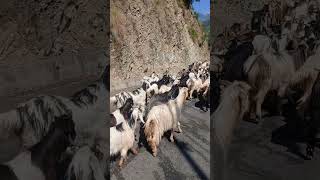 migration kathua to kashtawar ep #2✌️😌😊🙂🙂
