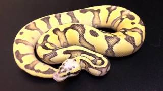 Update on the 2016 Ball Python Hatchlings PART ONE