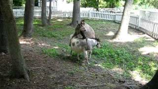 Funny Donkeys 2 Funny Donkeys 2