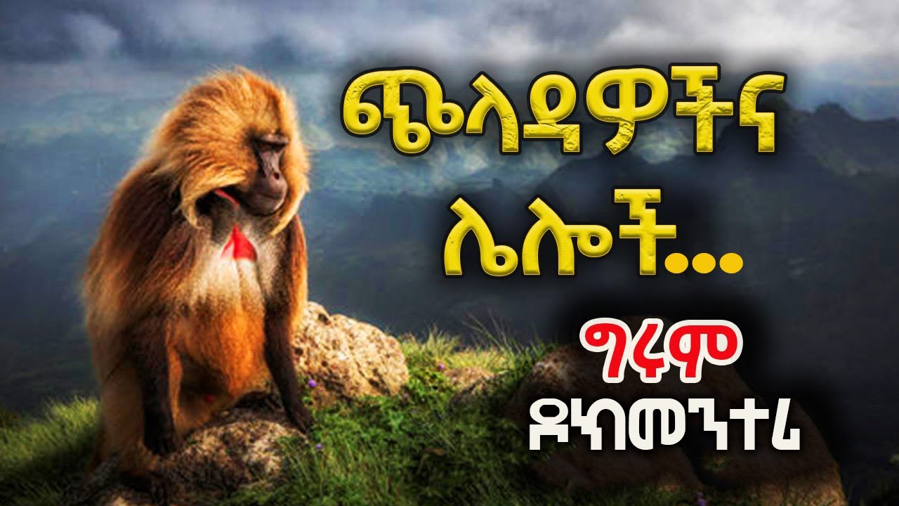 Girum Documentary ጭላዳዎች እና ሌሎች የተራራ እንስሳት...  ግሩም ዶክመንተሪ@girumtereka