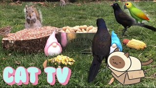 Cat TV!🦜|Garden box lunch for squirrels and birds!🪴