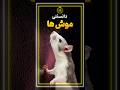 دانستنی های جالب درباره موش ها