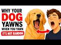 Why Your Dog Yawns When You Yawn (The Science Will Surprise You)