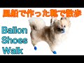 風船で作った犬用靴を履いて散歩するポメチワ（ポメラニアン×チワワ）ミックス犬 Pomeranian Chihuahua Shoes