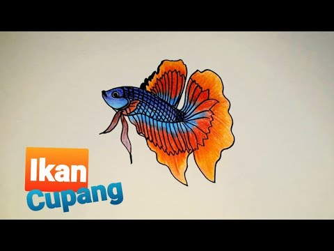  Cara  menggambar  dan mewarnai ikan  cupang  YouTube