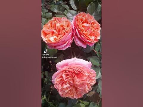 EDROSES/Троянда 🌹 Мері Енн (Mary Ann ),Tantau Німеччина, 2010.Чайно ...