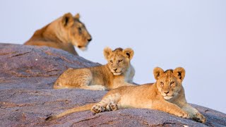 Asilia — 20 lion cubs in the Serengeti, Tanzania