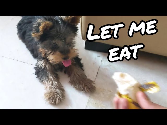 can yorkie dogs eat bananas? 2