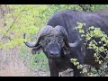 Bush africa safaris buffalo hunting 2020